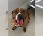 Small #1 Boxer Mix