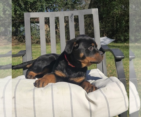 Medium Photo #6 Rottweiler Puppy For Sale in BEAUMONT, TX, USA