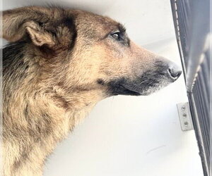 German Shepherd Dog Dogs for adoption in Houston, TX, USA