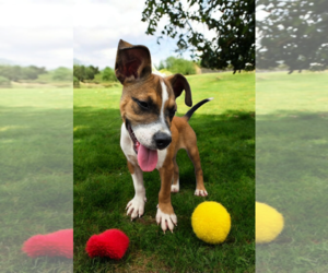 Basenji-Rat Terrier Mix Dogs for adoption in McKinney, TX, USA
