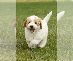 Goldendoodle (Miniature) Puppy for sale in SHIPSHEWANA, IN, USA
