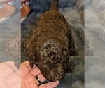 Small Photo #5 Labradoodle Puppy For Sale in JOPLIN, MO, USA