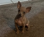 Puppy Bullet Chihuahua