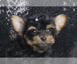Yorkshire Terrier Puppy for Sale in WARSAW, Indiana USA