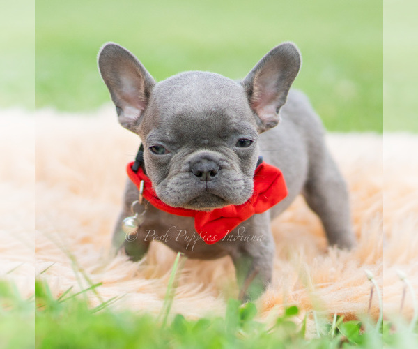 Medium Photo #3 French Bulldog Puppy For Sale in WARSAW, IN, USA