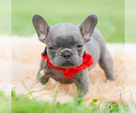 Small #2 French Bulldog