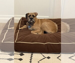 Callum #5414 - Male Boxer-Unknown Mix Dog for Adoption - Photo #2