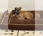 Small #1 Boxer Mix