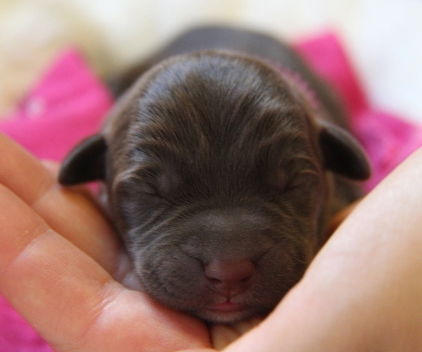 Medium Photo #6 Labrador Retriever Puppy For Sale in HYDE PARK, VT, USA