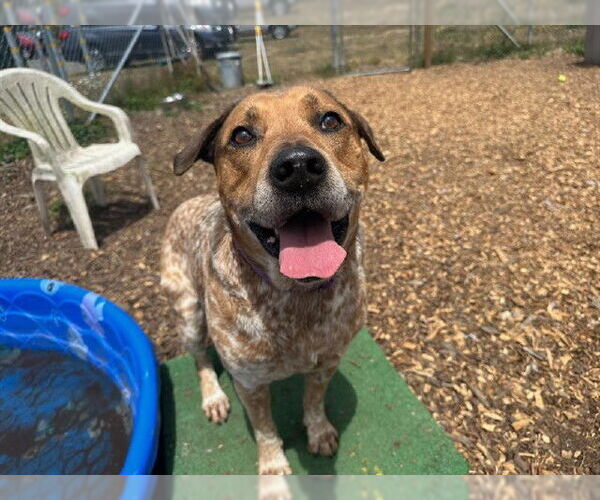 Medium Photo #1 Mutt Puppy For Sale in McKinleyville, CA, USA