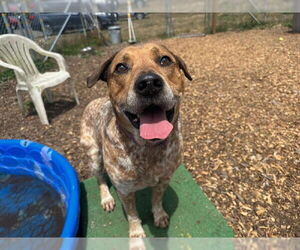 Mutt Dogs for adoption in McKinleyville, CA, USA
