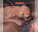 Puppy Puppy 4 Nemo Rhodesian Ridgeback