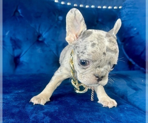 Medium Photo #8 French Bulldog Puppy For Sale in ENCINO, CA, USA