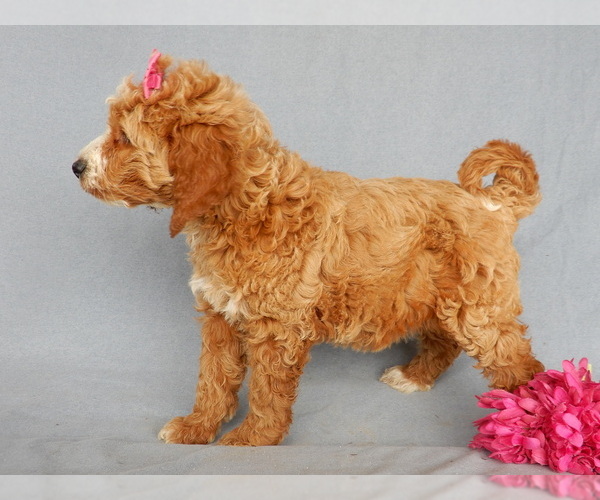 Medium Photo #4 Goldendoodle Puppy For Sale in MILLERSBURG, OH, USA