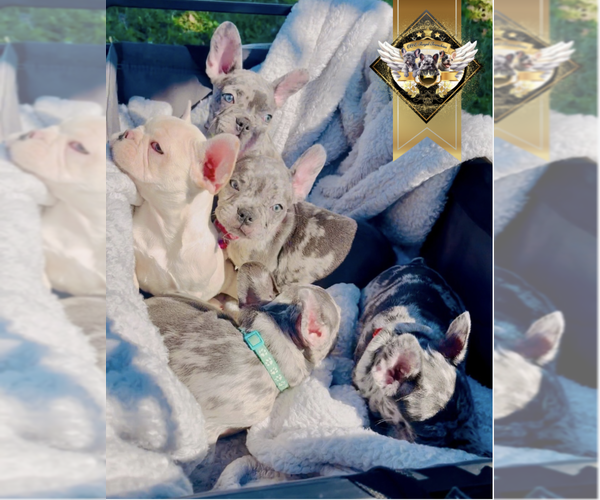 Medium Photo #8 French Bulldog Puppy For Sale in ATHENS, GA, USA