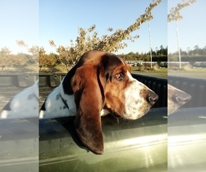 Father of the Basset Hound puppies born on 05/15/2025