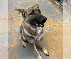 German Shepherd Dog Dogs for adoption in Montgomery, AL, USA