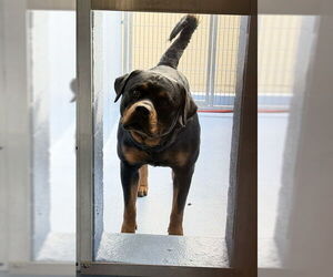 Rottweiler Dogs for adoption in Downey, CA, USA