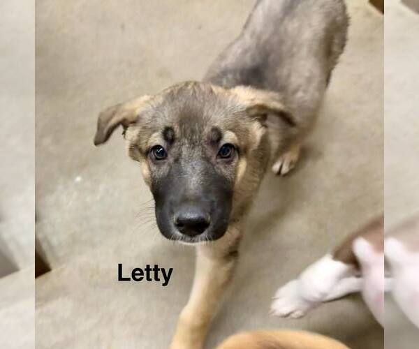 Medium Photo #3 Mutt Puppy For Sale in Cave Creek, AZ, USA