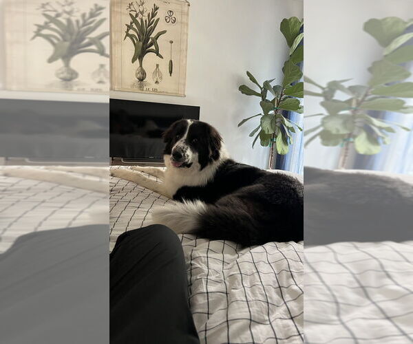 Medium Photo #2 Great Pyrenees Puppy For Sale in Dana Point, CA, USA