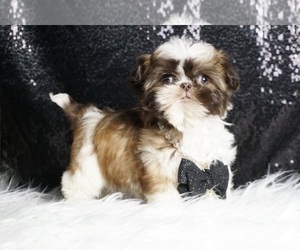 Shih Tzu Puppy for sale in WARSAW, IN, USA