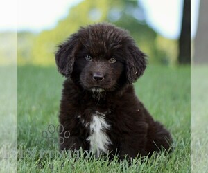 Newfoundland Puppy for sale in NEW HOLLAND, PA, USA