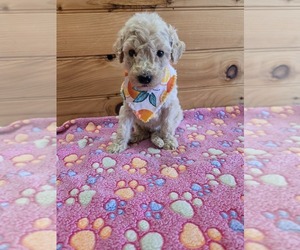 Poodle (Standard) Puppy for sale in WILLIAMSTOWN, KY, USA