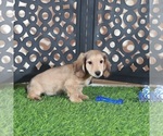 Small #3 Dachshund