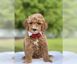 Goldendoodle (Miniature) Puppy for sale in FROSTPROOF, FL, USA