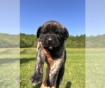 Puppy Buttercup Mastiff