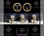 Small #7 YorkiePoo