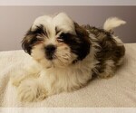 Small Photo #8 Shih Tzu Puppy For Sale in BEVIS, OH, USA