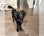 Small Collie Mix