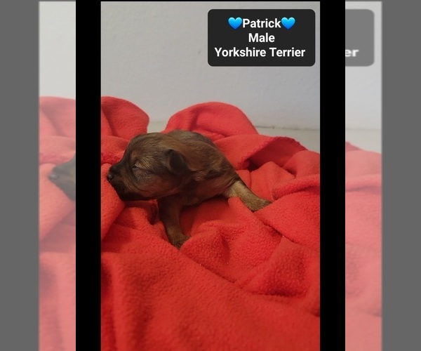 Medium Photo #2 Yorkshire Terrier Puppy For Sale in TUCSON, AZ, USA