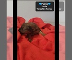 Small #1 Yorkshire Terrier