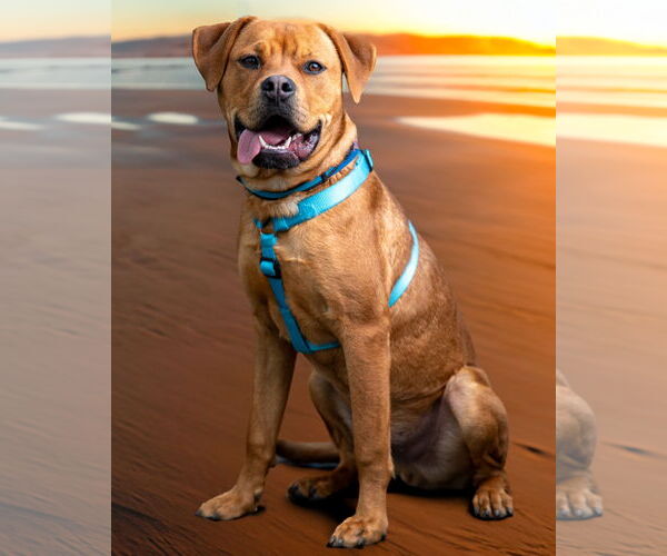 Medium Photo #4 American Pit Bull Terrier-Unknown Mix Puppy For Sale in Yuba City, CA, USA