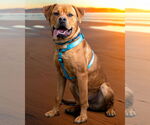 Small #3 American Pit Bull Terrier Mix