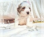 Small Photo #47 Goldendoodle (Miniature) Puppy For Sale in GASTONIA, NC, USA