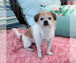 Small Photo #3 Border Terrier-Unknown Mix Puppy For Sale in Newport Beach, CA, USA