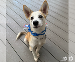 Small #6 Siberian Husky Mix