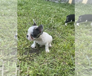 French Bulldog Puppies For Sale Near Arlington Virginia Usa Page 1 10 Per Page Puppyfinder Com