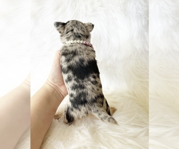 Medium Photo #7 Chihuahua Puppy For Sale in SACRAMENTO, CA, USA