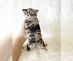 Small #6 Chihuahua