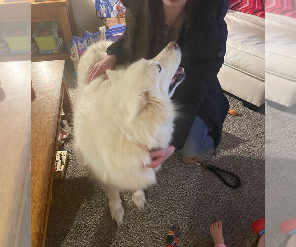 Medium Photo #4 Huskies -Unknown Mix Puppy For Sale in Utica, NY, USA