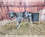 Small #14 Catahoula Leopard Dog