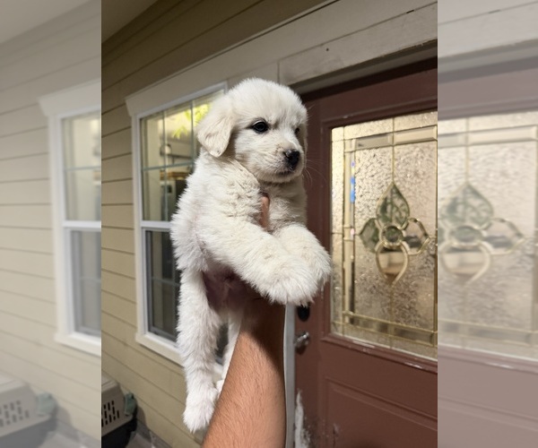 Medium Photo #2 Great Pyrenees Puppy For Sale in DEL VALLE, TX, USA