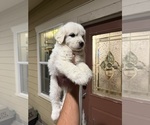 Small #1 Great Pyrenees