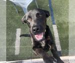 Small #2 Labrador Retriever Mix