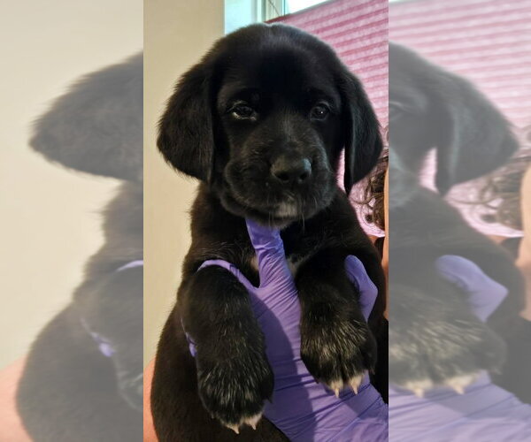 Medium Photo #6 Great Dane-Labrador Retriever Mix Puppy For Sale in Bullard, TX, USA