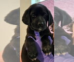 Small #5 Great Dane-Labrador Retriever Mix